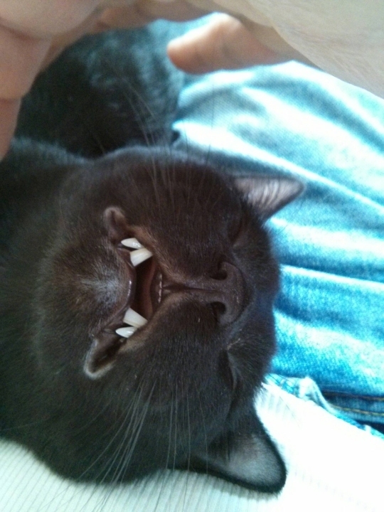 Cats Fall Asleep In 5 Charming Stages