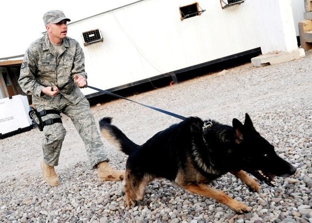 Retired Military Dog Adopted By Air Force Handler