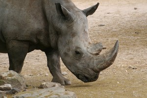 Warren Buffett’s Son Pledges $24M To Save Rhinos