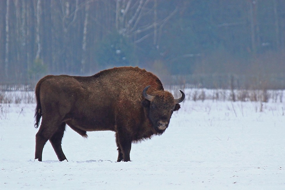 How The Near-Extinct European Bison Made A Comeback