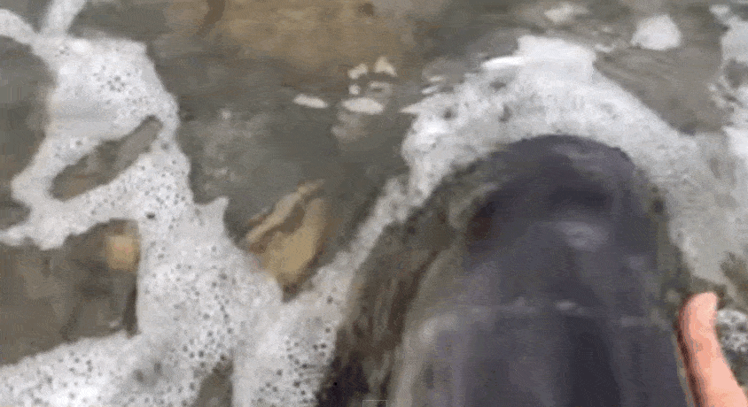 Este perro sintió que este bebé delfín estaba en apuros y SALVÓ su vida 2