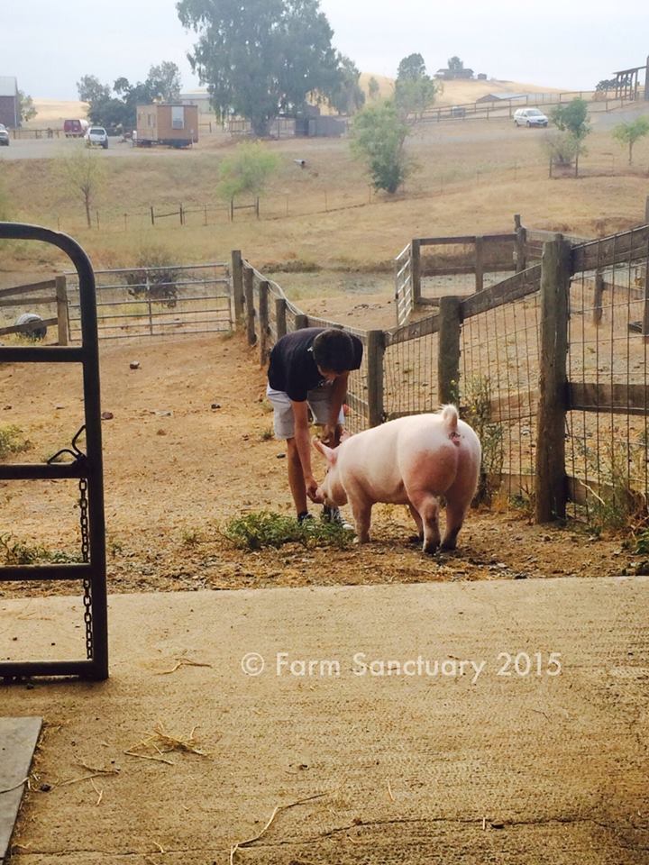 Bruno with his pig on the farm