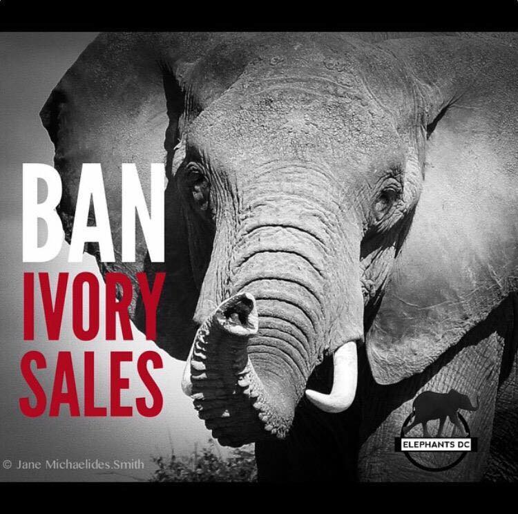 3 Things We Can Fix Right Now To Prevent Elephant Extinction