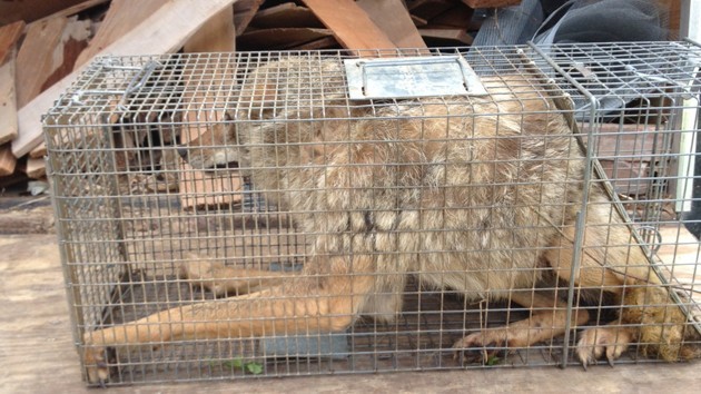 Photo Shows Mistreatment Of Trapped, Sick Coyote On “Animal Planet” Show