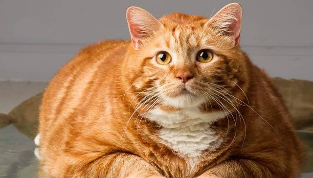 Cat Who Weighed 41 Pounds Makes Amazing Transformation