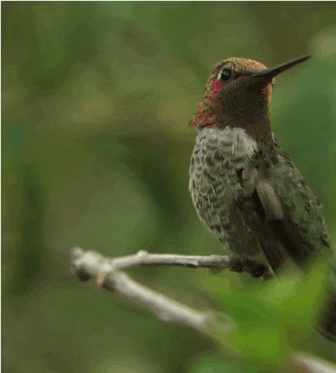 this incredible hummingbird changes colors with every turn this incredible hummingbird changes colors with every turn