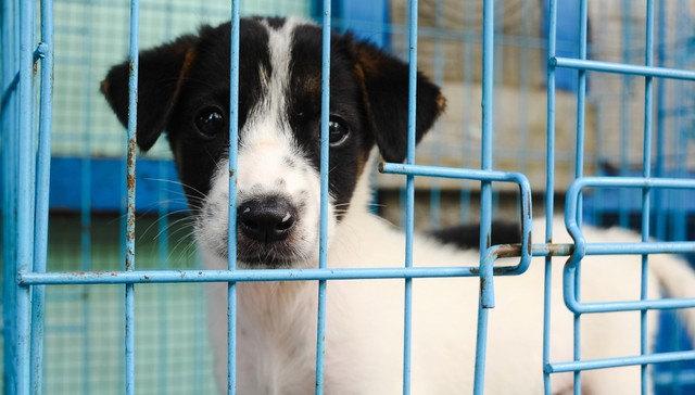 Major U.S. City Now Requires Pet Stores To Only Sell Rescues