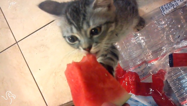 WATCH Cats Eating Watermelon
