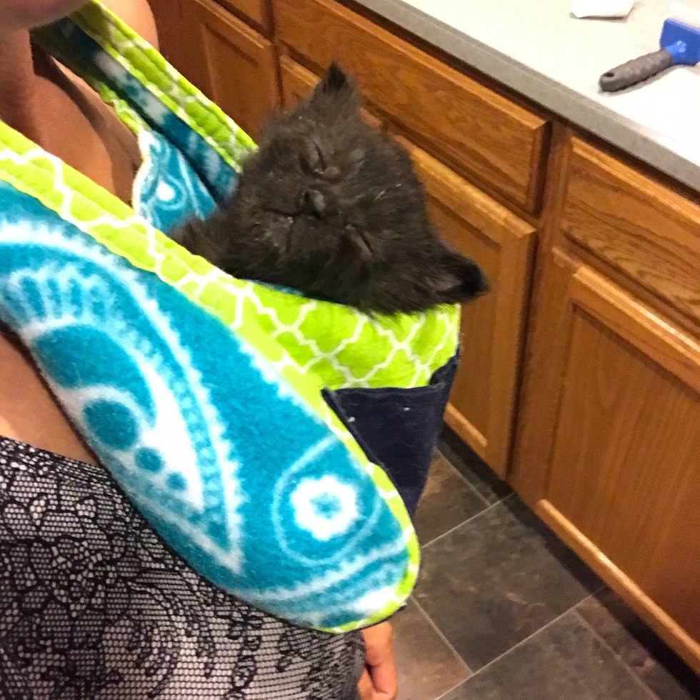 Kitten Half the Size of a Normal Cat Is Determined to Grow Big, Now 4 Months Later. Love Meow