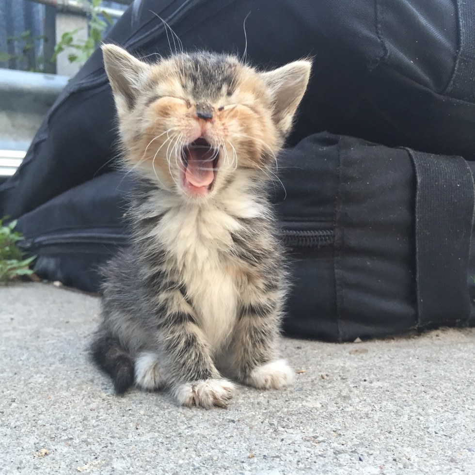 Employees Save Litter of Motherless Kittens From Streets and Turn Their Lives Around
