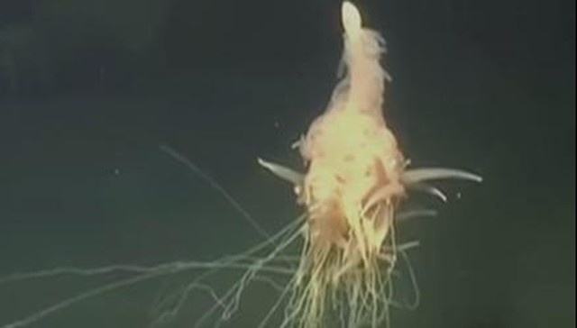 'Flying Spaghetti Monster' Stuns Crew Who Discovered Him