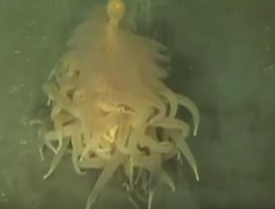 'Flying Spaghetti Monster' Stuns Crew Who Discovered Him