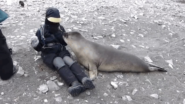 귀여운 짓은 물범이 하는데 칭찬은 물개가 받더라긔 | 인스티즈