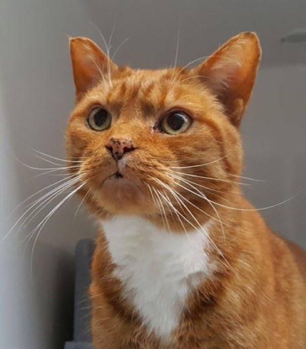 16-year-old-cat-s-wish-comes-true-after-210-days-at-shelter-his-tale