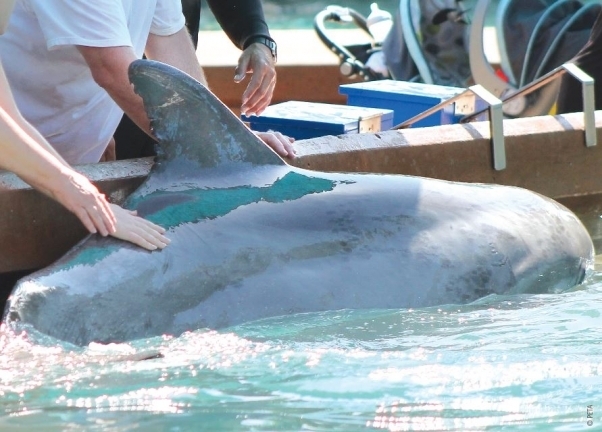 SeaWorld's Dolphins Are Just As Sick As Its Orcas