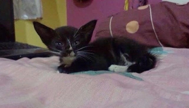 Family Saves Kitten With "Bat Ears" From the Drain and Raises Her into ...