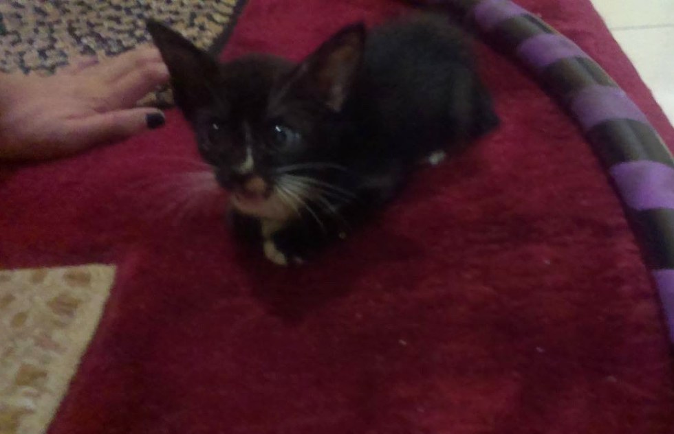 Family Saves Kitten With "Bat Ears" From the Drain and Raises Her into ...