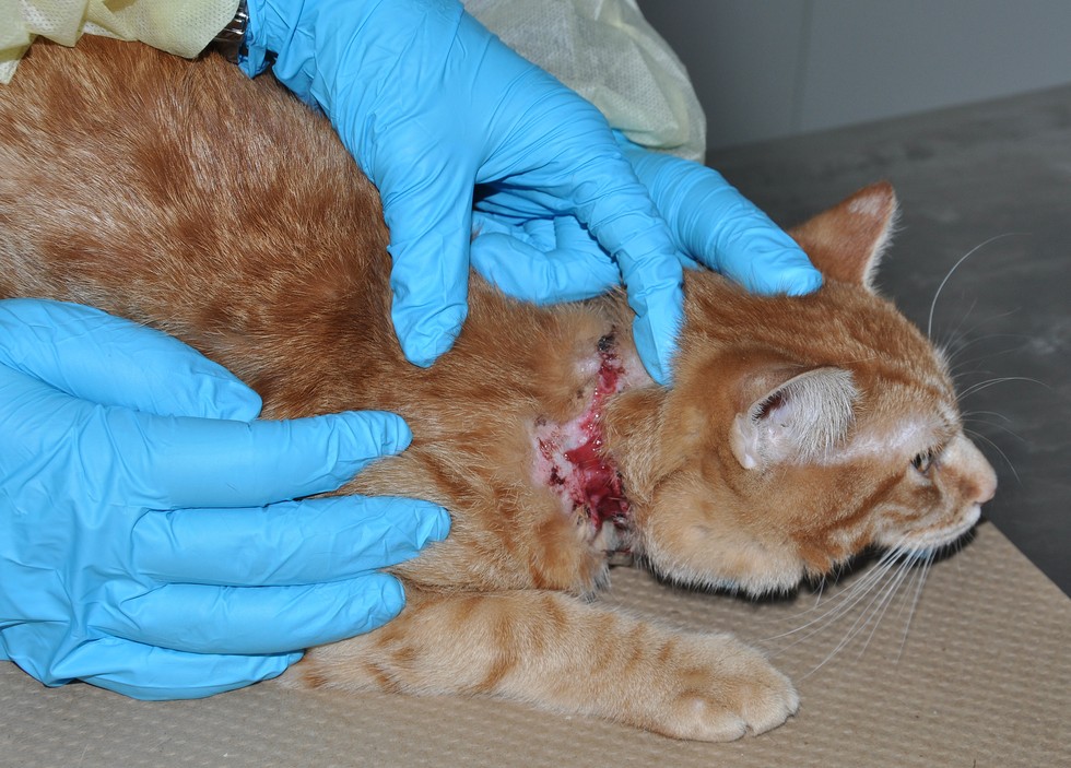 Neglected Cat Outgrew His Collar And It Almost Killed Him