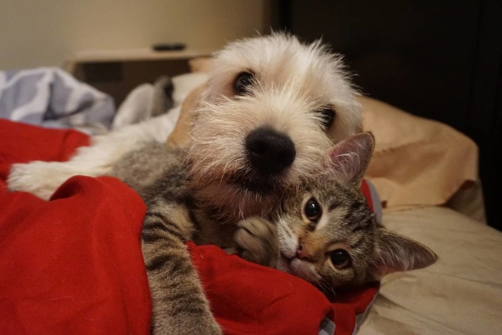 Special Needs Kitten Finds Love In Unlikely "Mr. Mom" Who Turns His Life Around Love Meow