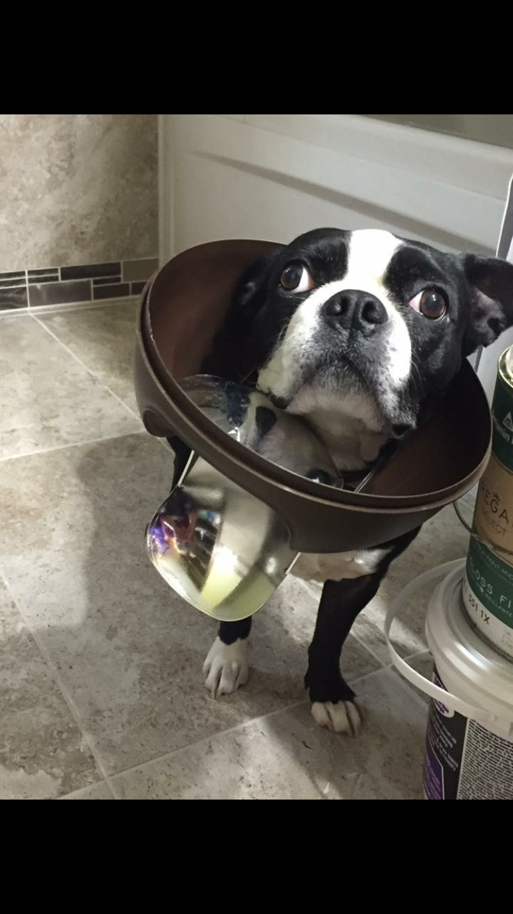 12 Reasons Why Boston Terriers Are Literally Just The Worst