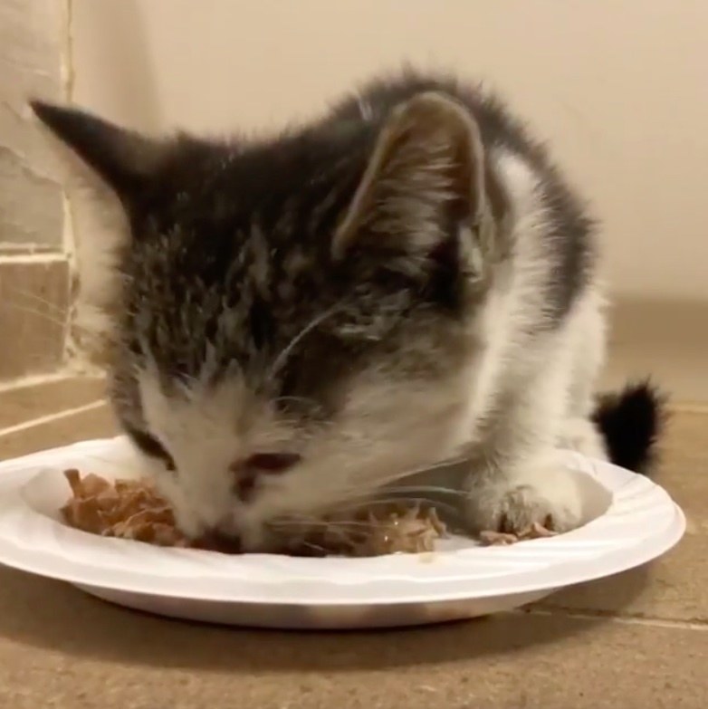 Street Kitten Delivered by Postal Worker Who Found Her ...