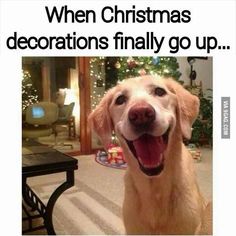 can i put my tree up now meme can i put my tree up now meme