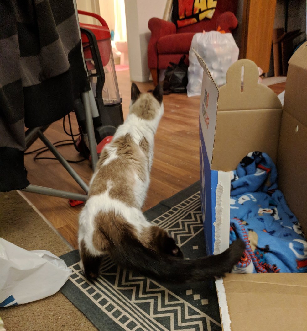 Senior Shelter Cat Comes Out From Hiding Under Blanket When He Finds