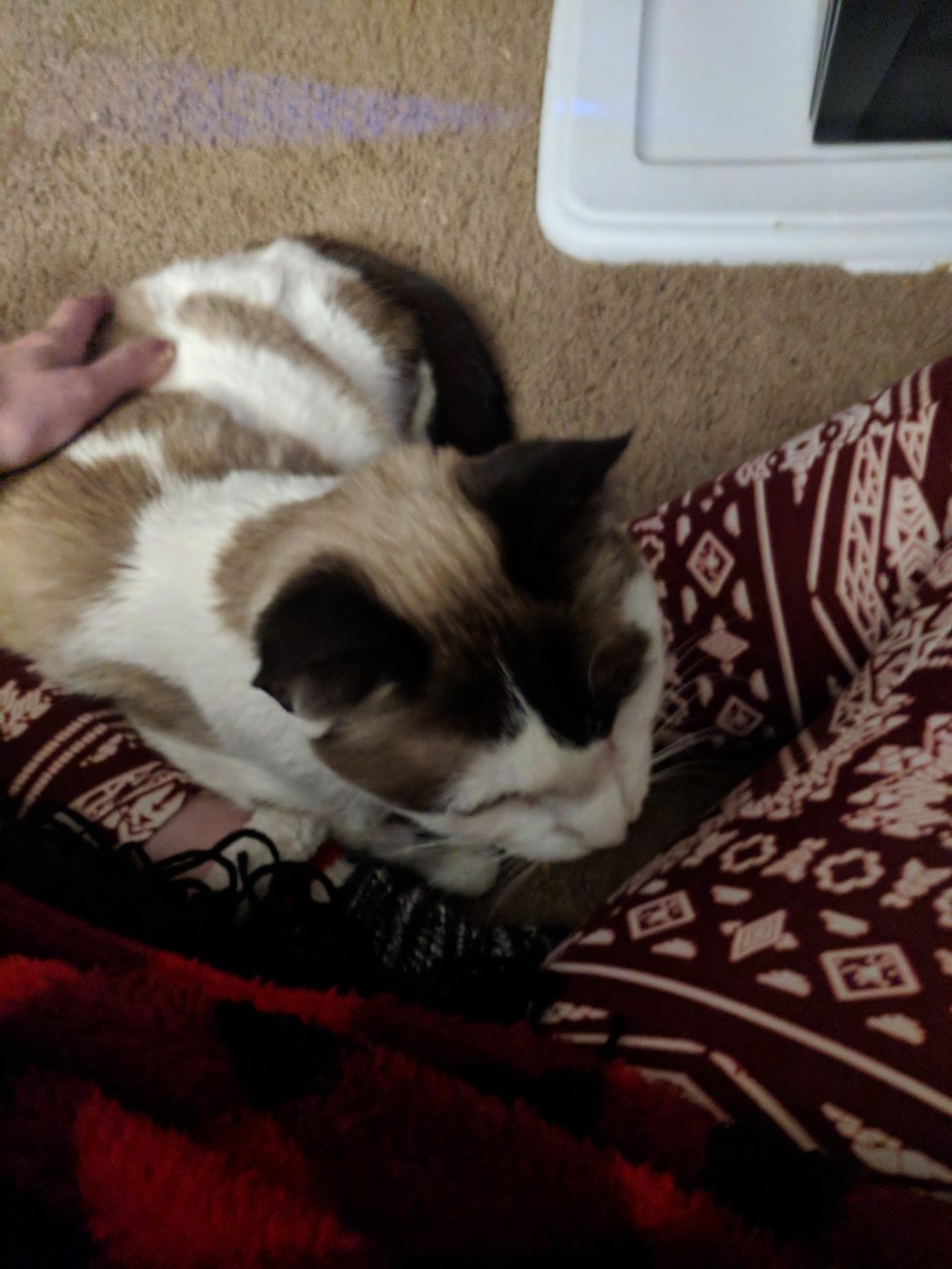 Senior Shelter Cat Comes Out From Hiding Under Blanket When He Finds