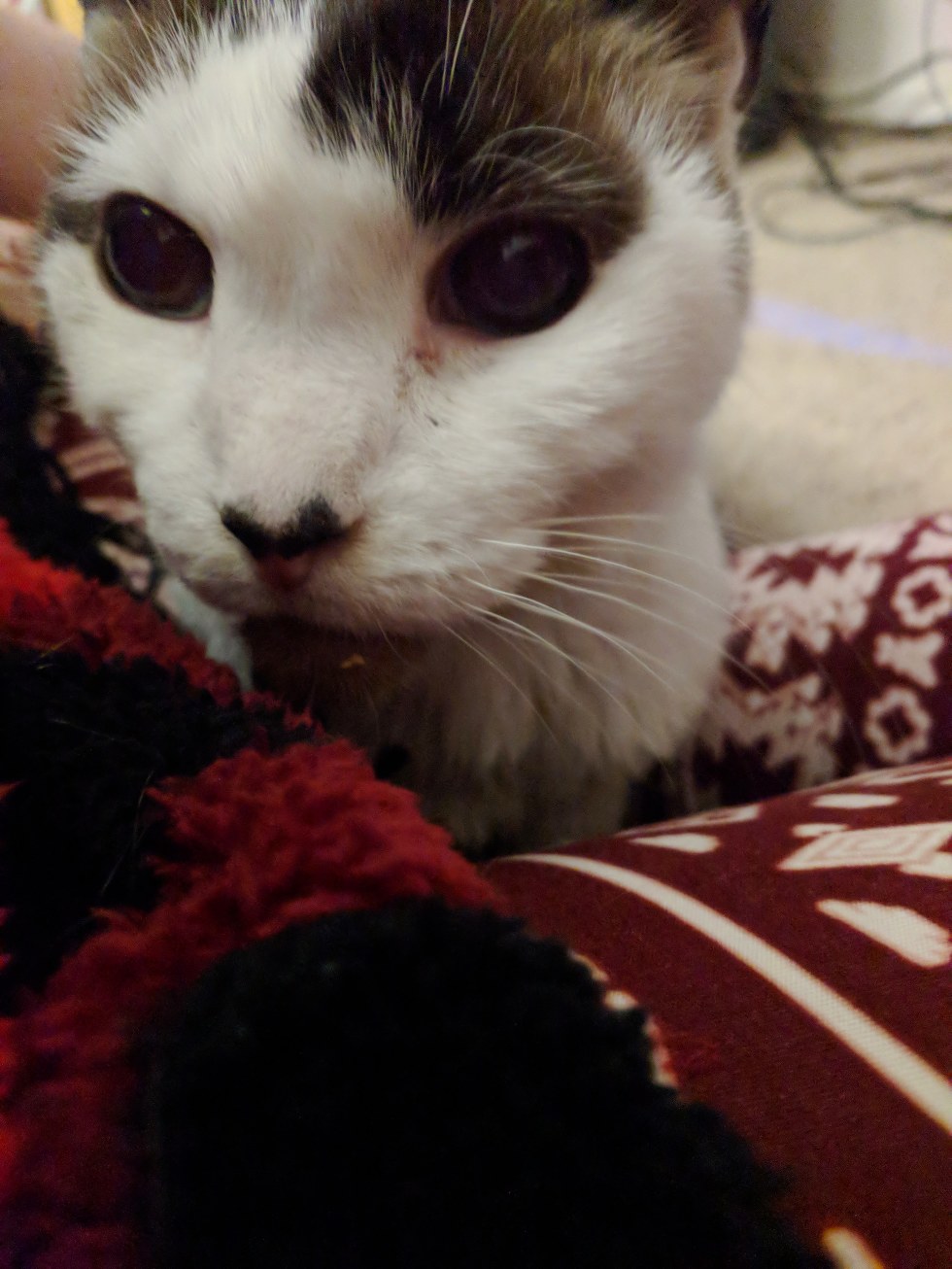 Senior Shelter Cat Comes Out From Hiding Under Blanket When He Finds