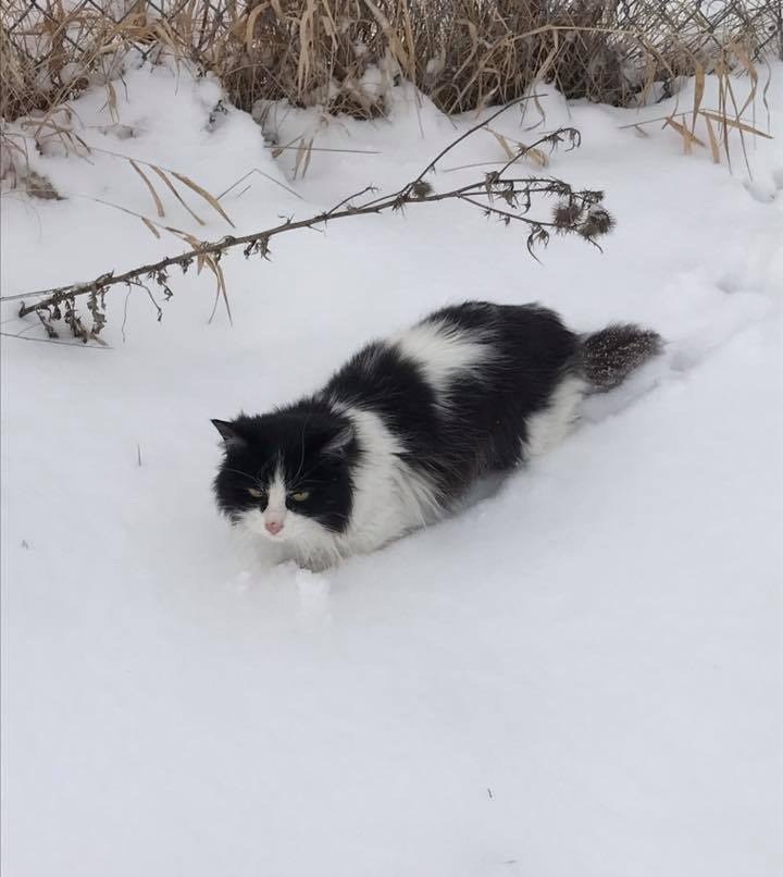 Cat Found in Snow is So Happy To be Saved She Can't Stop Thanking Her ...