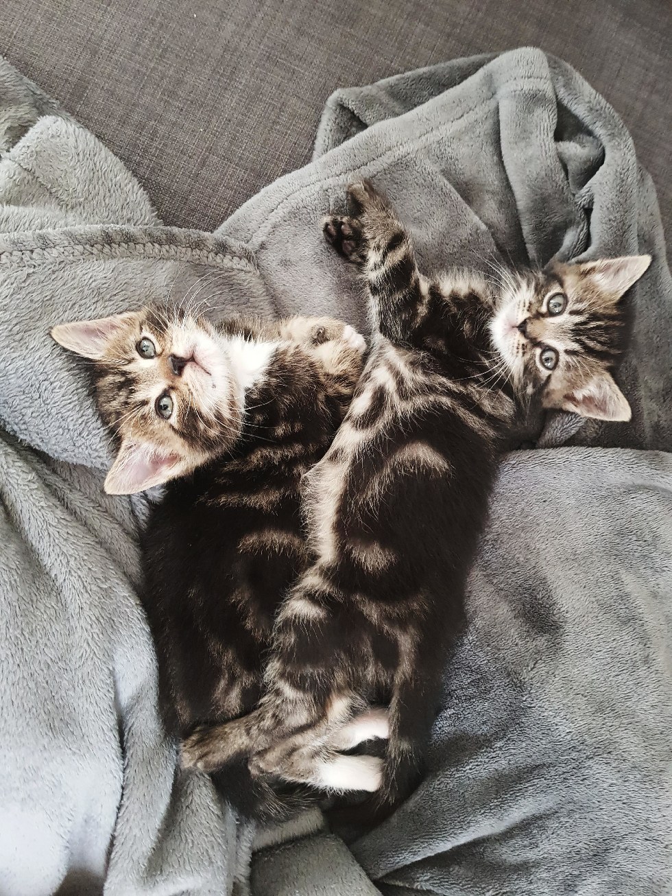 Woman Found Her Foster Kitten's Bonded Brother After They Were