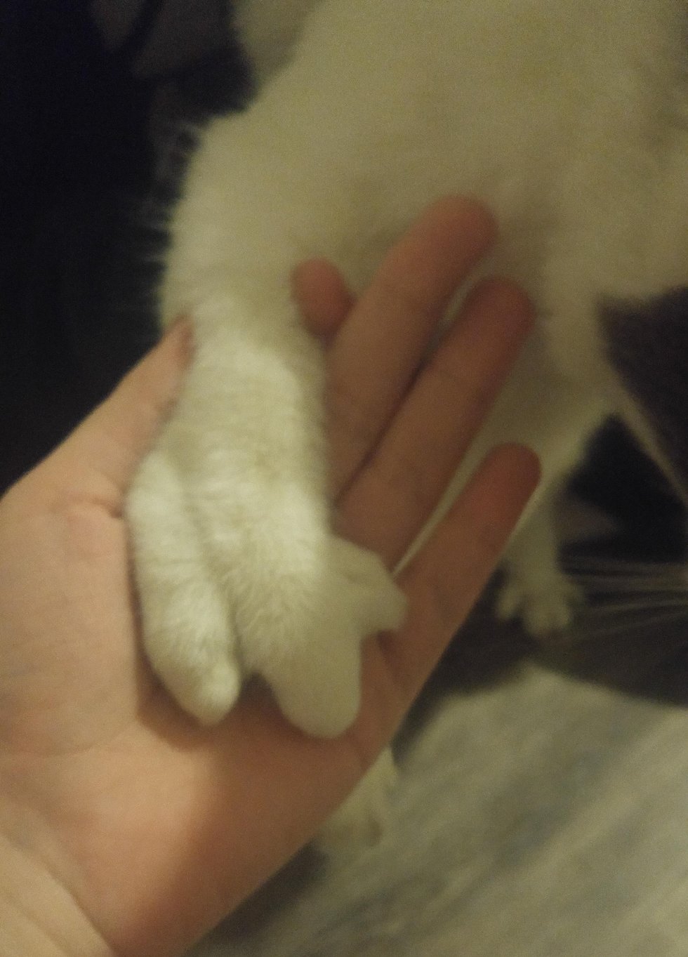 Сколько пальчиков у котика на лапке