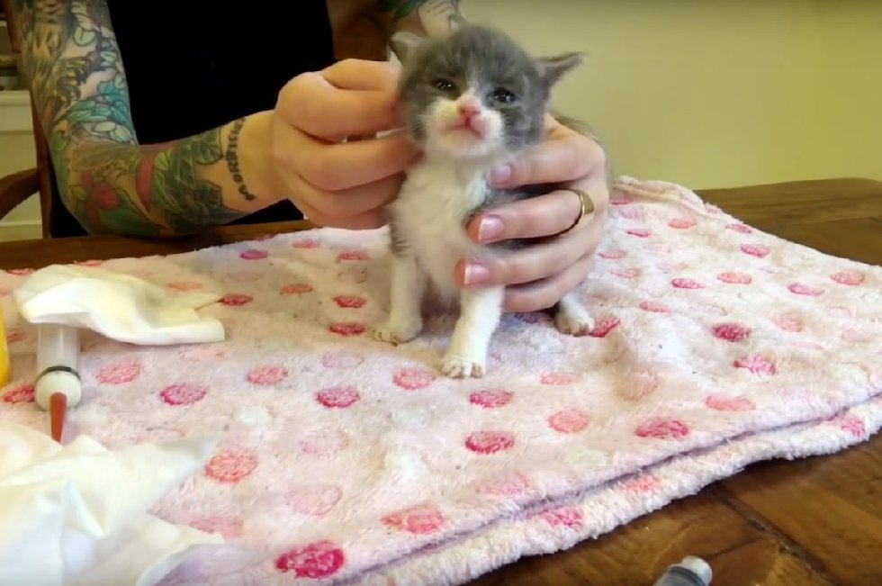 Runty Kitten Found Barely Hanging On, Got Second Chance and Grew To Be