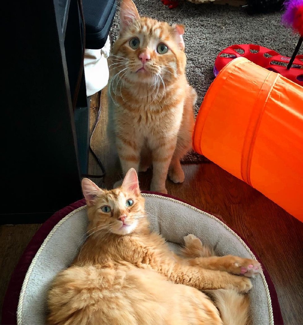 Former Shelter Cat Takes to Wobbly Kitty Who Needed Someone to Love