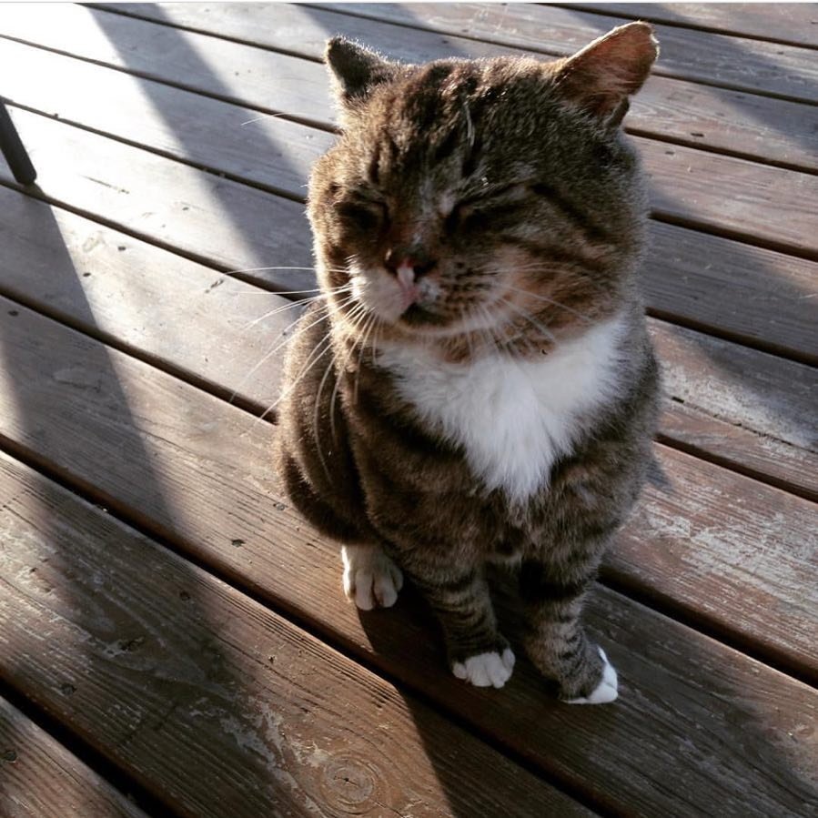 Dahulu kucing galak, sekarang Larry adalah kucing penjaga toko 