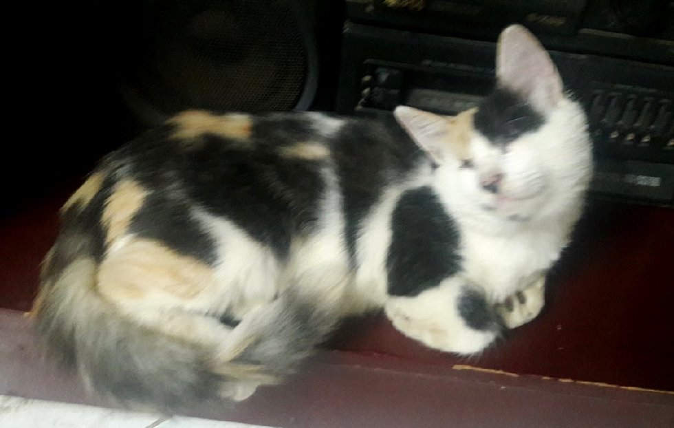 Man Saves Blind and Deaf Kitten and Raises Her into a Beautiful Calico Cat, Now 7 Months Later