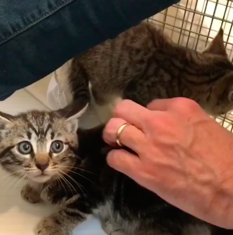 Man Saves Kitten Off Streets But Meowing Continues Until ...