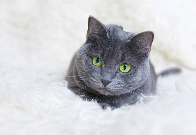 The Best Hypoallergenic Cat Breeds