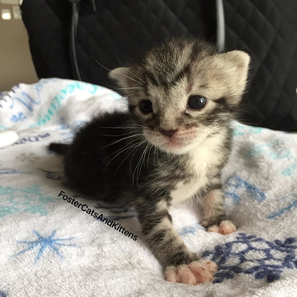 Kitten, Only Survivor in His Litter, Beats the Odds and Surprises