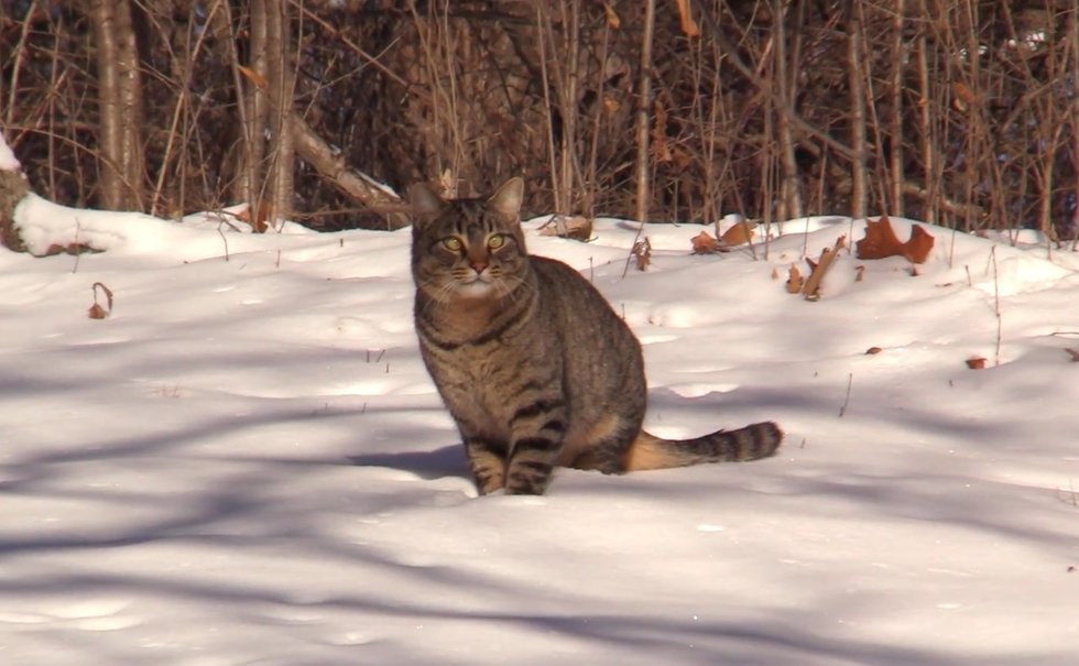 Bonded Cats Found In Freezing Temperatures, a Couple Saves Them Just In