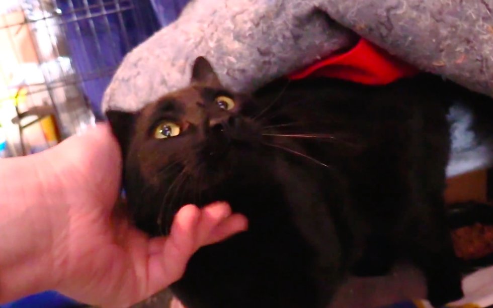 Bonded Cats Found In Freezing Temperatures, a Couple Saves Them Just In