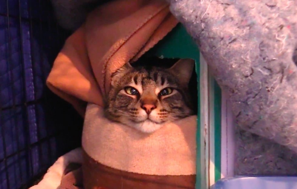 Bonded Cats Found In Freezing Temperatures, a Couple Saves Them Just In