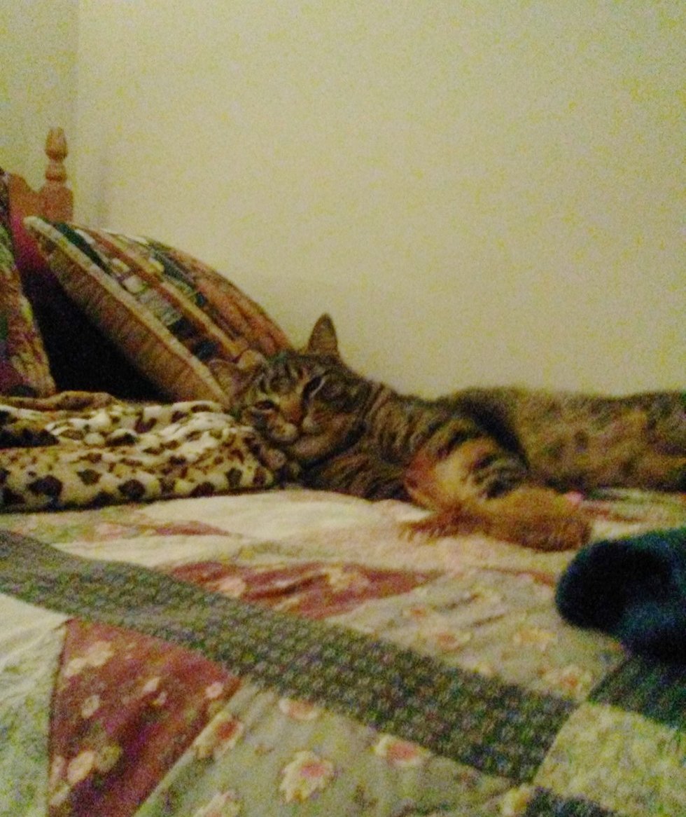 Bonded Cats Found In Freezing Temperatures, a Couple Saves Them Just In