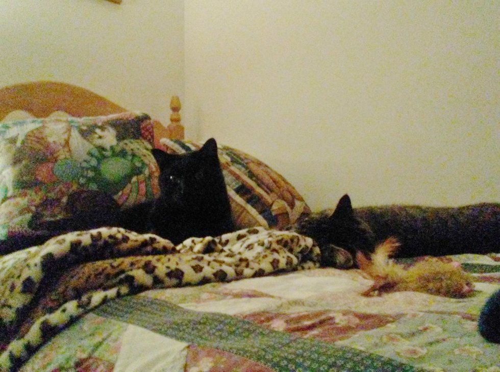 Bonded Cats Found In Freezing Temperatures, a Couple Saves Them Just In