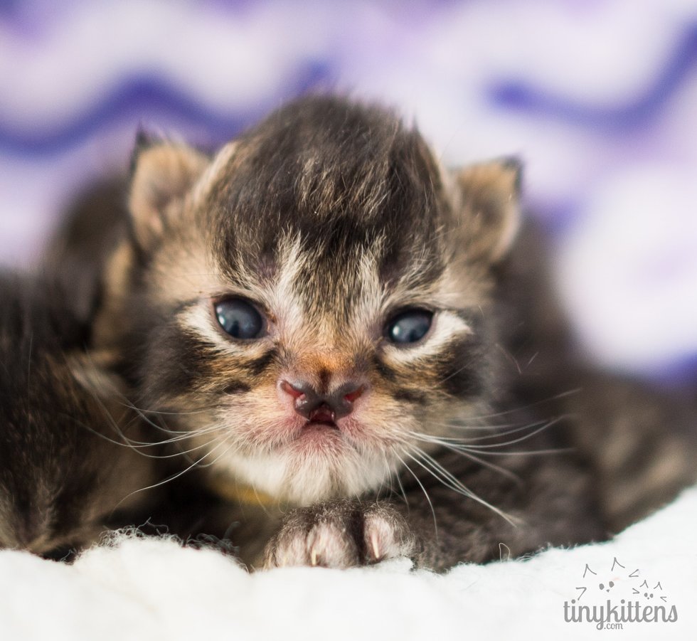 Kitten Born with the Sweetest Butterfly-shaped Nose Blossoms into a ...