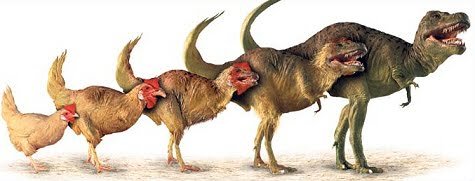 Image result for chicken evolution from dinosaurs