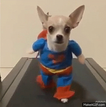 Image result for Chihuahua exercise