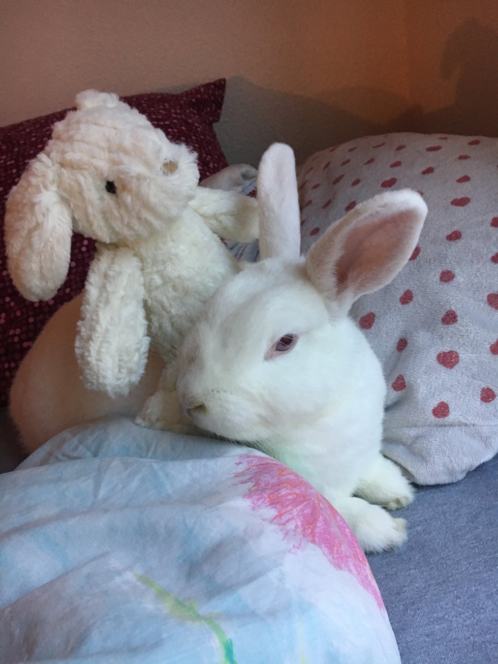 Rabbits Are The Perfect Hybrid Of A Cat And Dog They Take About 17 Mini Naps A Day Which Is Very Similar To How Cat Just Loves Be Comfy And Relax