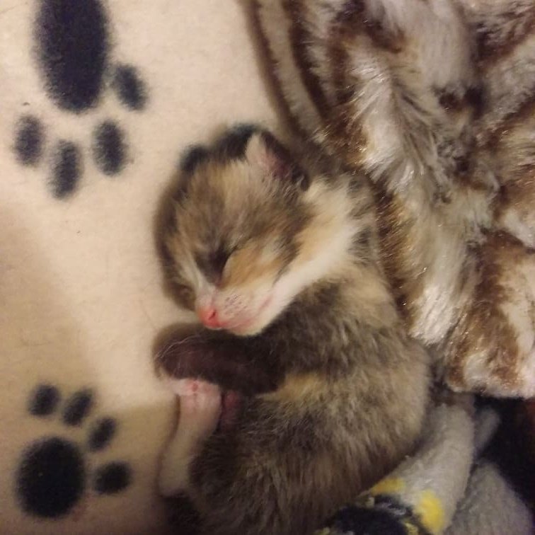 Couple Saves Tiny Calico Kitten Born with Cleft Lip and Turns Her Life ...