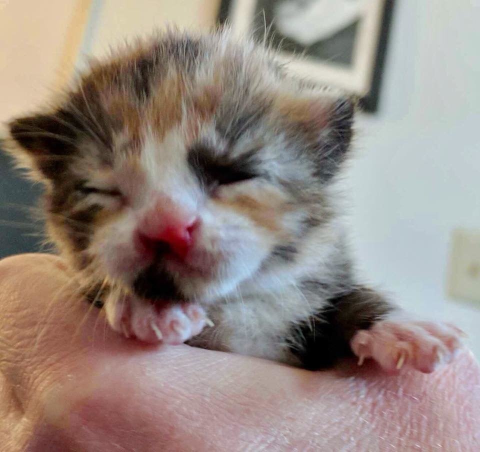 Couple Saves Tiny Calico Kitten Born with Cleft Lip and ...